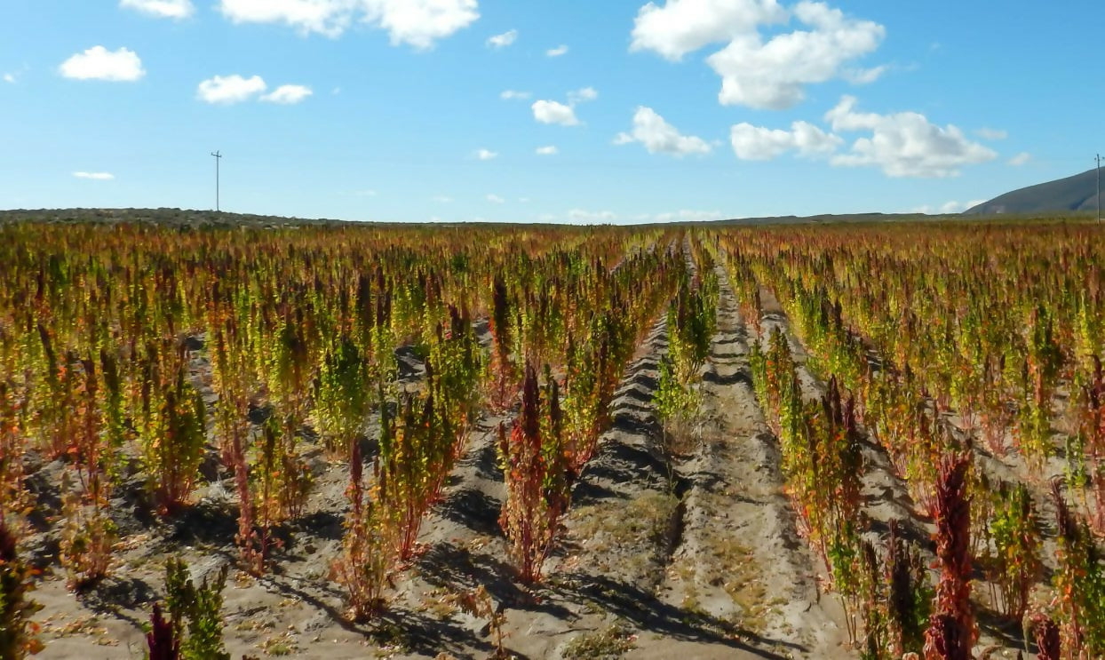 Quinua Real por Quintal (46 Kg)