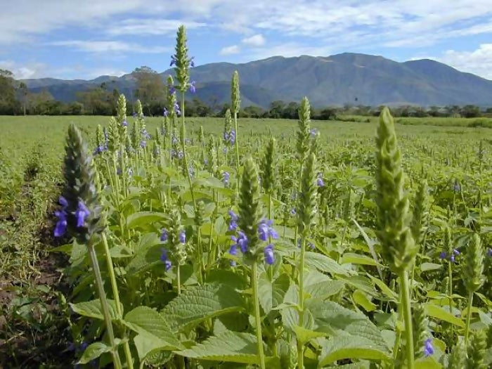 Chía - Calidad de Exportación - Bolsa de 25 Kg